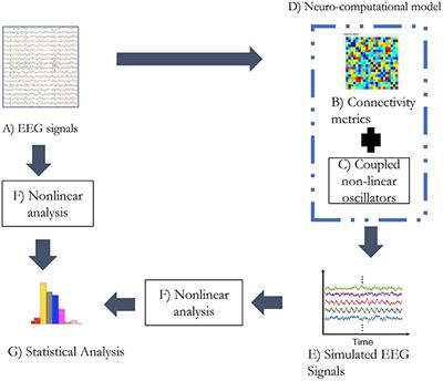 Functional Connectivity and Complexity in the Phenomenological Model of Mild Cognitive-Impaired Alzheimer's Disease